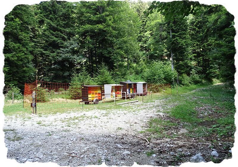 Vir: LIFE Dinalp bear