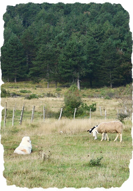 Ciarra has turned into a promising livestock guarding dog. Photo: Jernej Javornik, Carnivora Dinarica